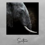 Reproduction - Satao