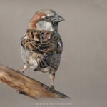 Sparrow - VENDU