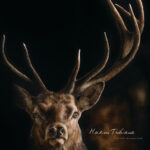 Calendrier Wildlife 2018