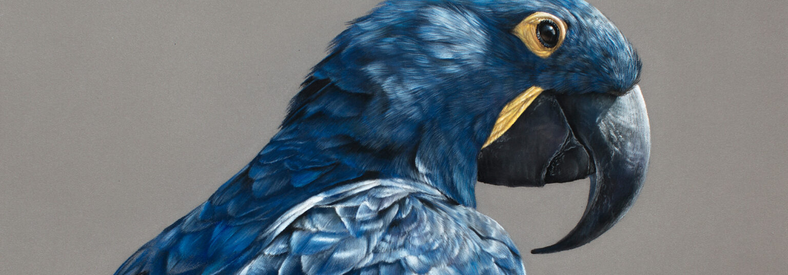 Marion Tubiana - Artiste animalière - Pastels secs - Peintures à l'huile