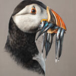 Puffin - VENDU