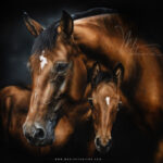 Epona - VENDU