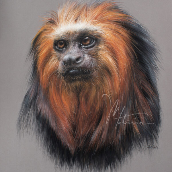 Boutique / Shop - Marion Tubiana - Artiste animalière - Pastels secs ...