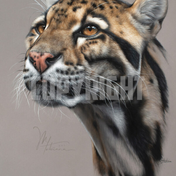 Boutique / Shop - Marion Tubiana - Artiste animalière - Pastels secs ...