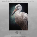 Reproduction - Holda