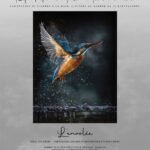 Reproduction - L'envolée